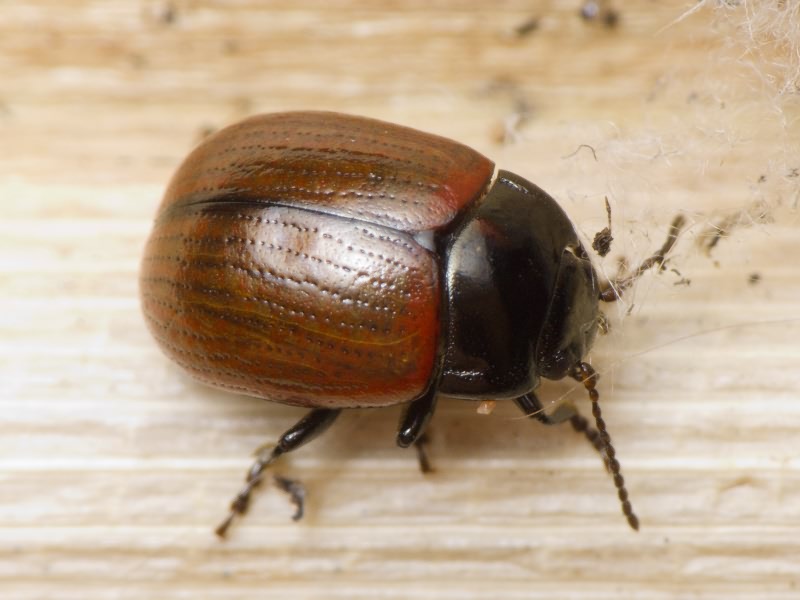 Chrysolina reitteri (Weise, 1884)